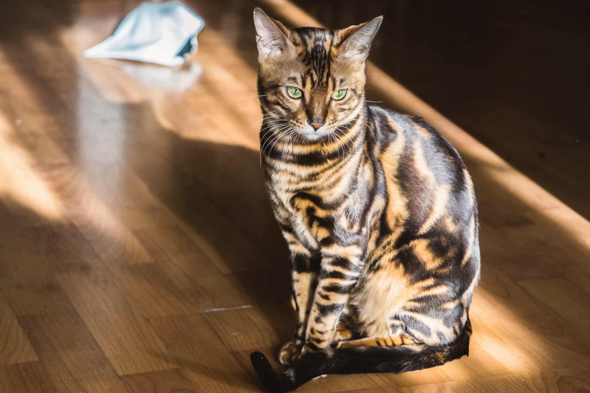 Взрослая кошка мраморного окраса